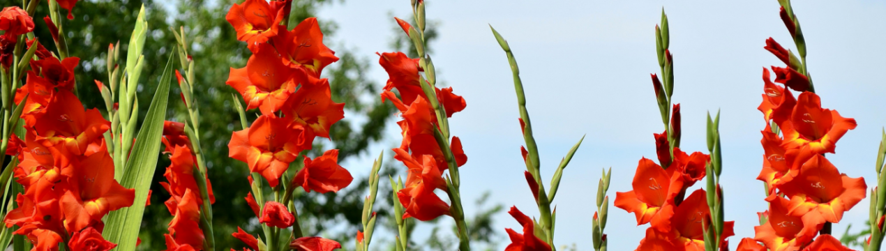 Народні ліки на основі гладіолуса