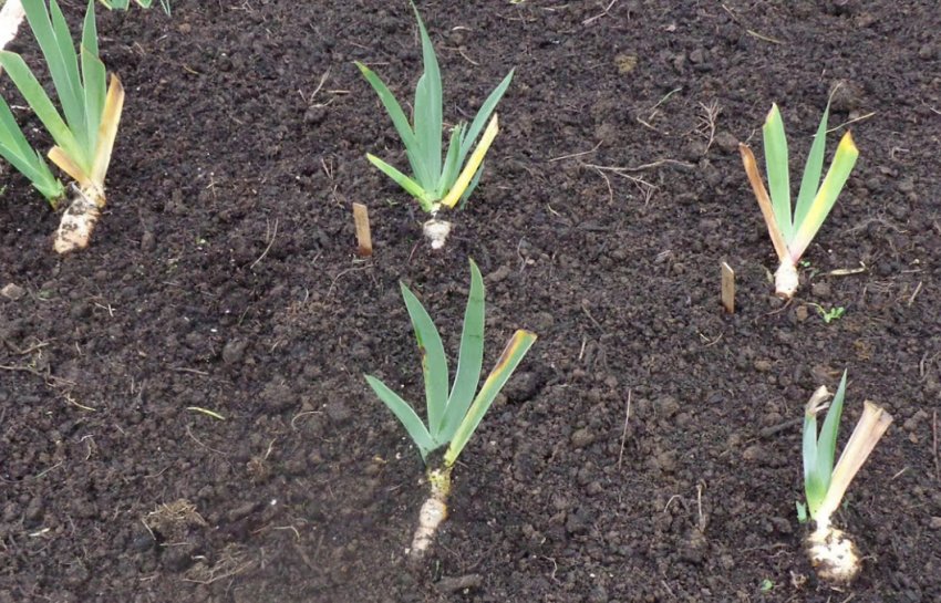 Вирощування ірисів Вирощування ірисів