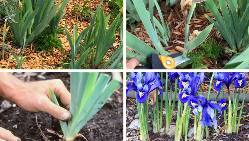 Рекомендації по догляду за рослиною Рекомендації по догляду за рослиною