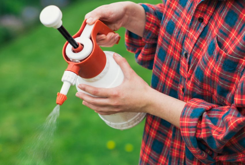 Обприскування рослини від шкідників Обприскування рослини від шкідників