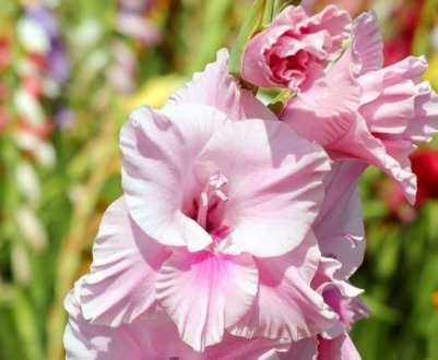 Вирощування гладіолусів з насіння