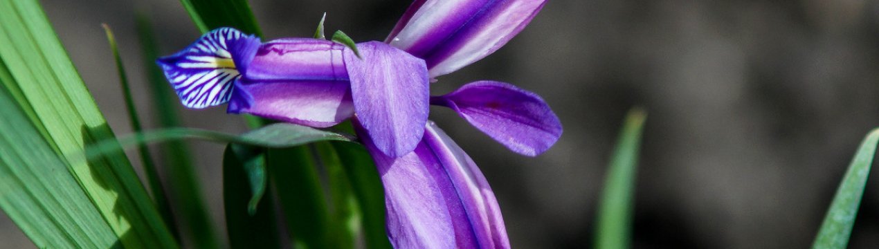 Опис ірису мечоподібного