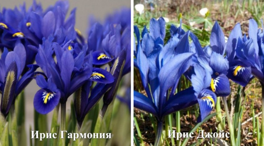 Сорти сітчастого ірису Сорти сітчастого ірису