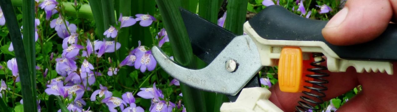 Догляд та обрізка після цвітіння ірисів
