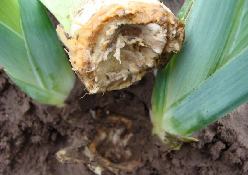 Бактеріоз ірисів