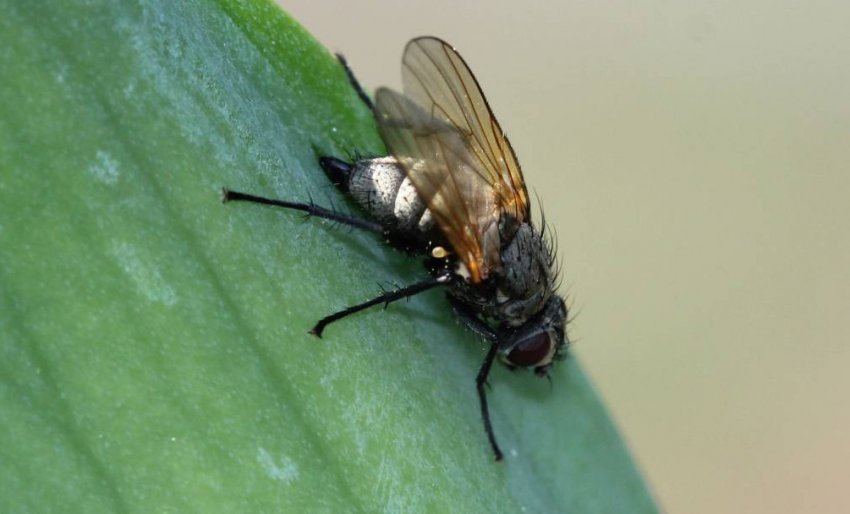 Ірисова муха