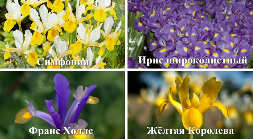 Сорти ірису групи Xiphium Сорти ірису групи Xiphium