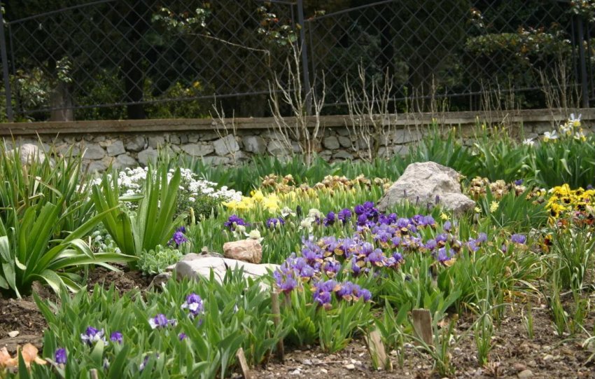 Карликові іриси в ландшафтному дизайні