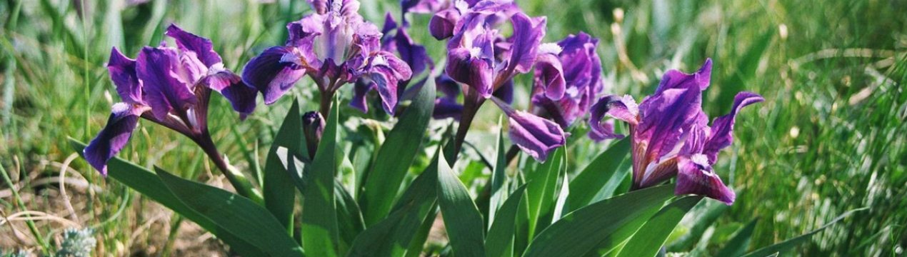 Опис та різновиди карликових ірисів