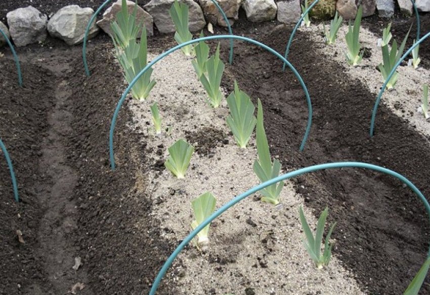 Укриття квітів на зиму