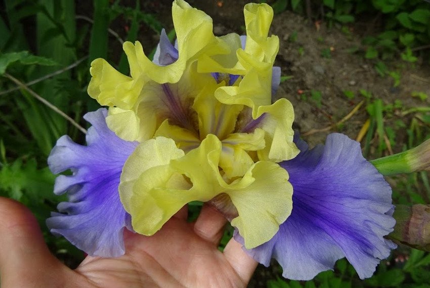 Edith Wolford Parent Portal