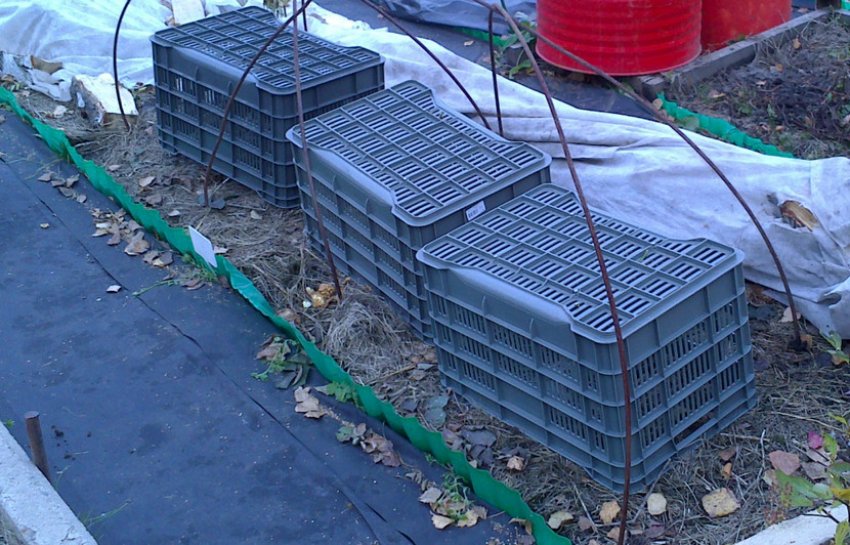 Квіти під ящиками