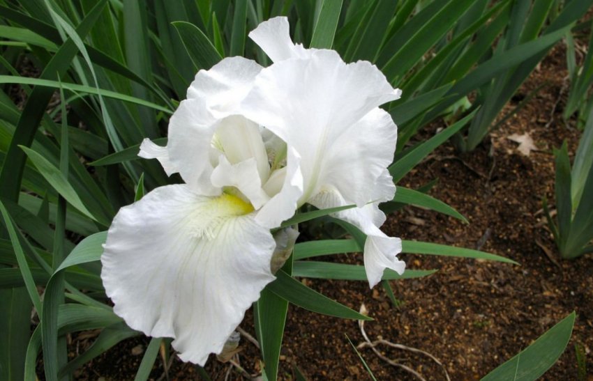 Ірис Immortality