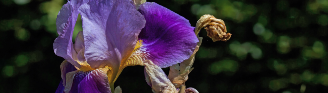 Догляд за ірисами після цвітіння