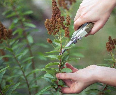 Формування та омолодження спіреї