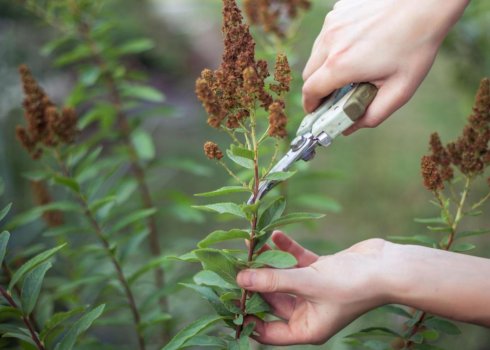Формирование и омолаживание спиреи