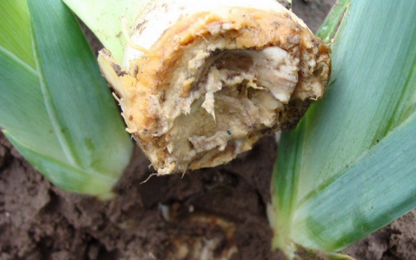 Бактеріальна гнилизна