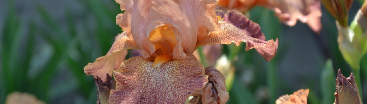 Бородаті й безбороді сорти ірисів