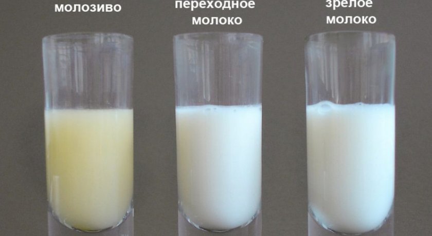 Молоко после 25. Грудного молока молозиво переднее и заднее. Цвет молозива и грудного молока. Молозиво переходное молоко зрелое молоко. Женское молоко.