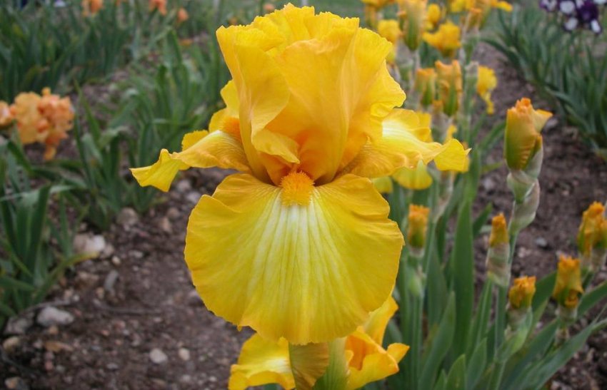 Ірис Caroline Gold