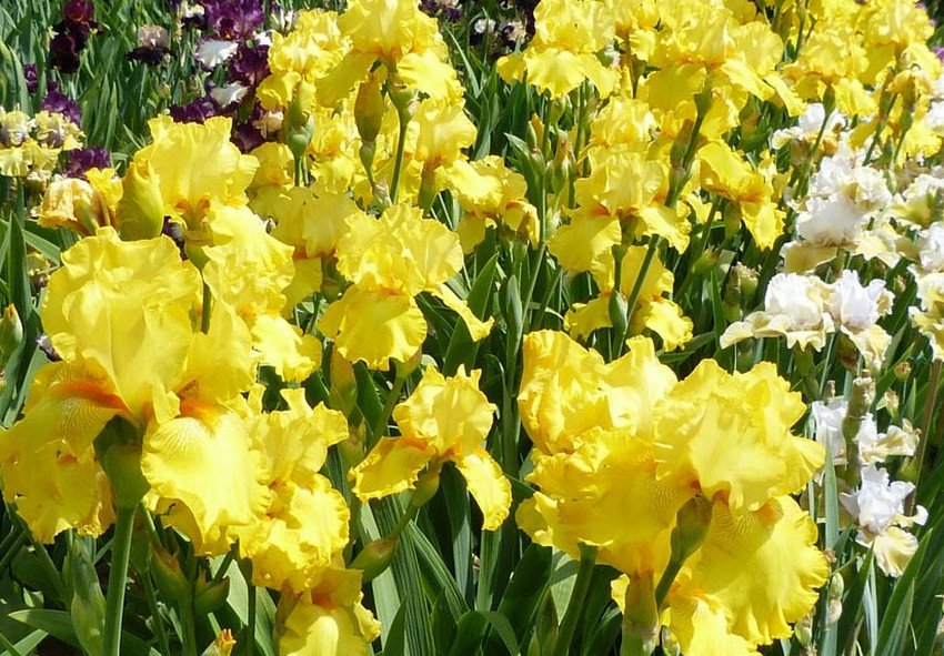 Іриси сорти Slew O Gold