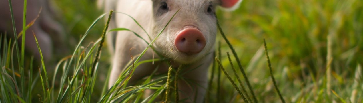 Ворог біля воріт: Австралія побоюється проникнення АЧС через кордон