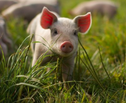 Ворог біля воріт: Австралія побоюється проникнення АЧС через кордон