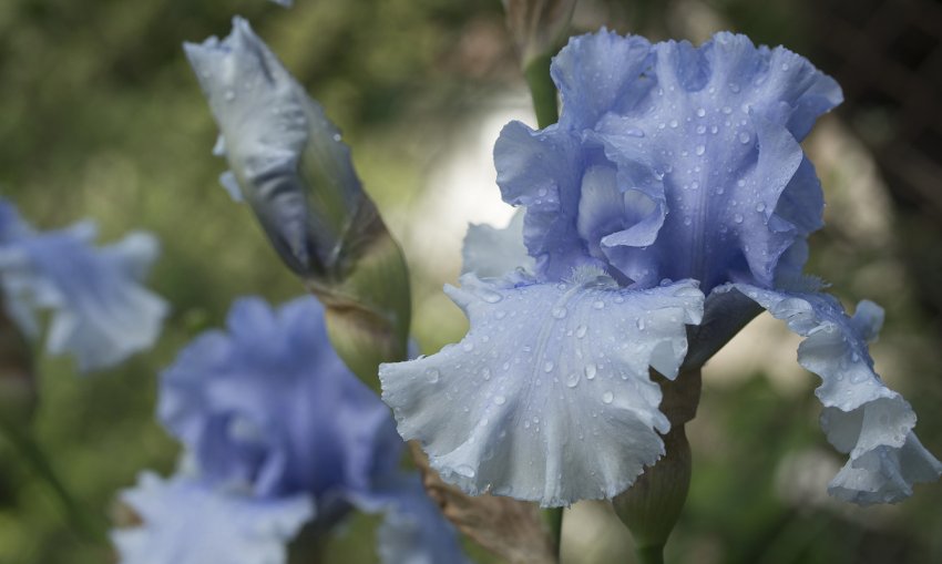 Ірис Cascade Springs
