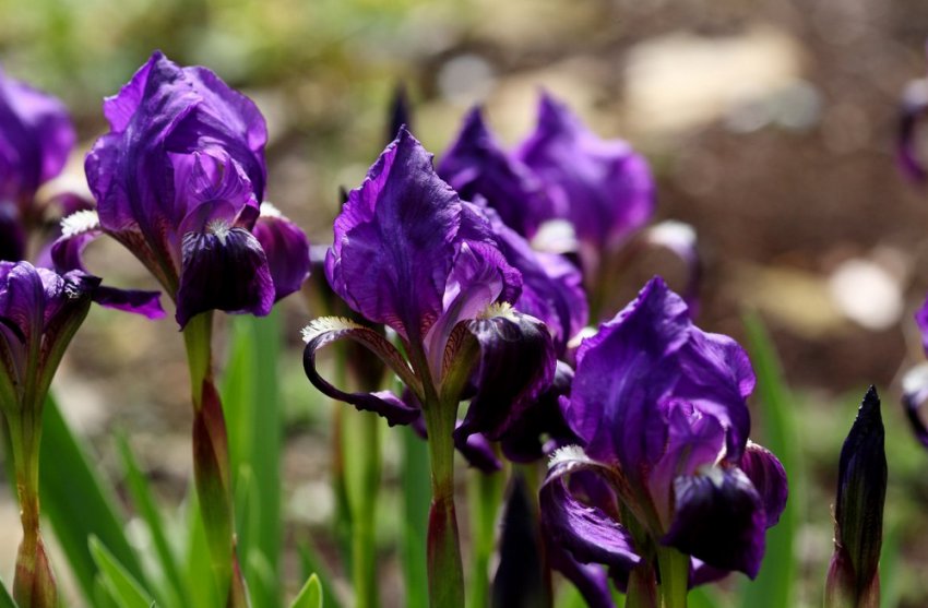 Іриси Іриси