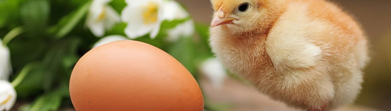 Найбільший інкубаторій Польщі планує виробити 100 мільйонів курчат