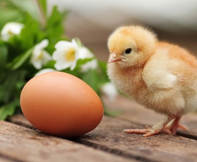 Найбільший інкубаторій Польщі планує виробити 100 мільйонів курчат