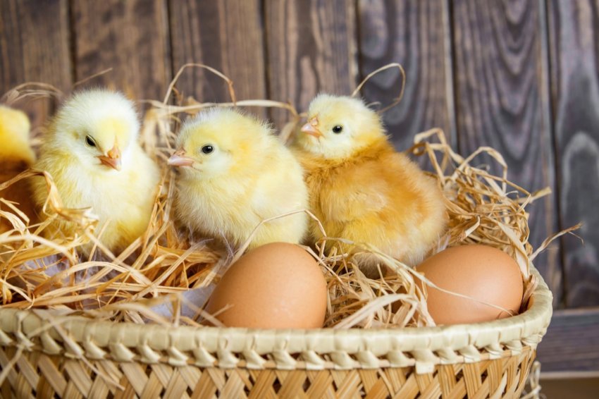 Найбільший інкубаторій Польщі планує виробити 100 мільйонів курчат