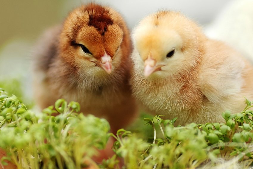Найбільший інкубаторій Польщі планує виробити 100 мільйонів курчат