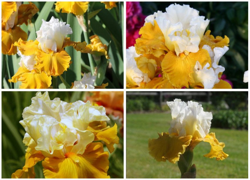 Ірис сорти Tour de france