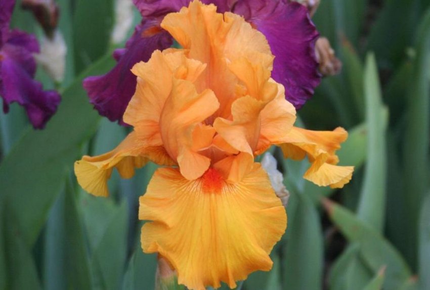 ірис Magical Glow