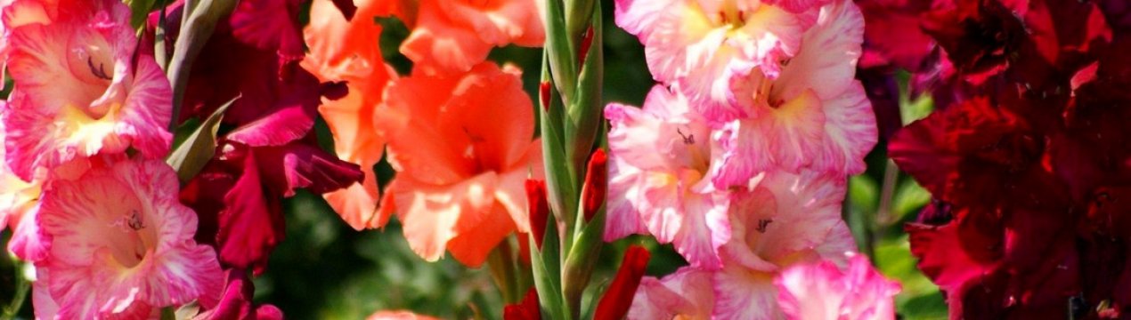 Опис квітки гладіолус