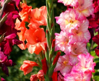 Опис квітки гладіолус