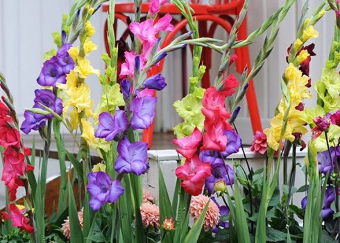 Как удобрять гладиолусы в разные периоды роста