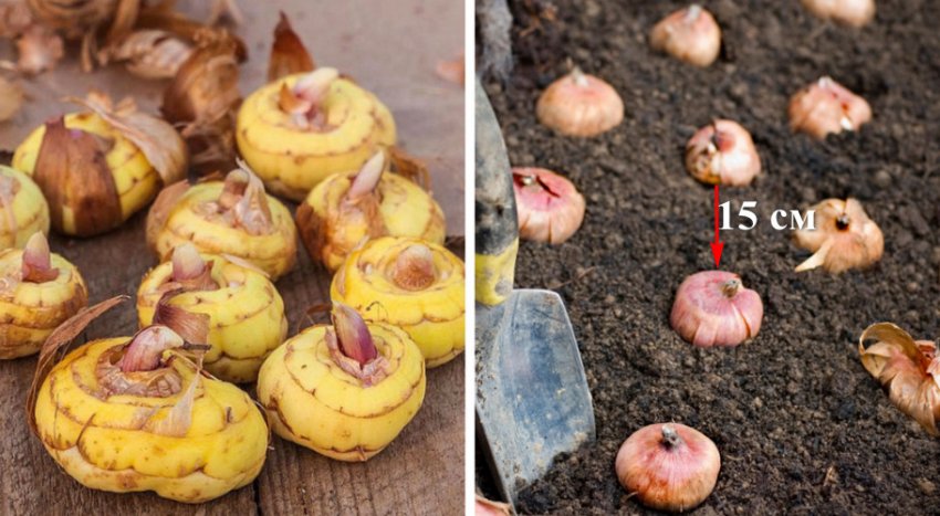 Посадка цибулин гладіолуса Посадка цибулин гладіолуса