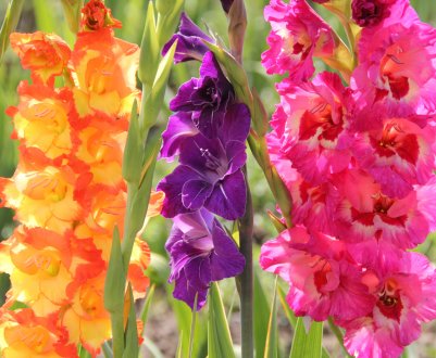 Гладіолуси в ландшафтному дизайні з іншими квітками і їх правильна посадка