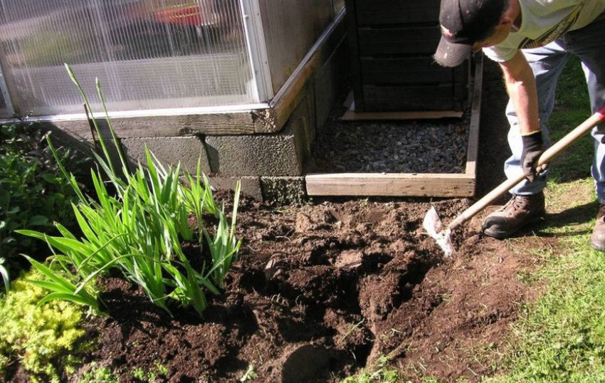 Підживлення ірисів