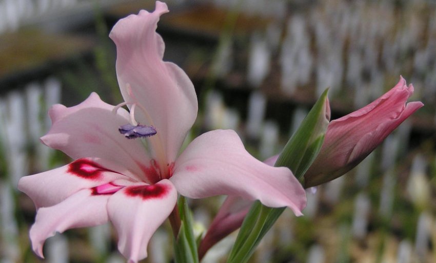 Гладіолус Ацидантера Гладіолус Ацидантера