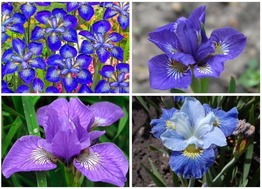 Ірис сорту I See Stars