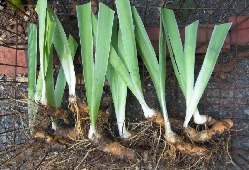 Зберігання ірисів Зберігання ірисів