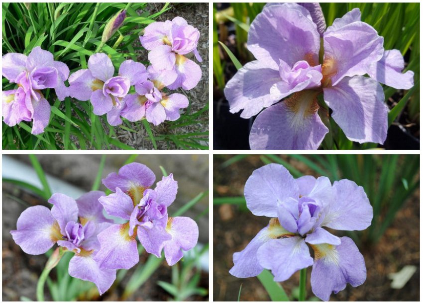 Ірис сорти Kita-No Seiza