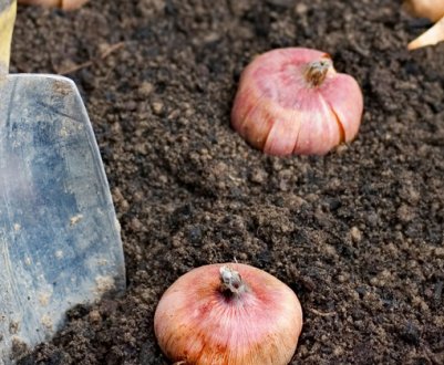 Чи можна і як садити гладіолуси восени