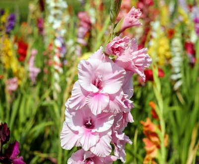 Цвітіння рослини: як прискорити початок і збільшити тривалість