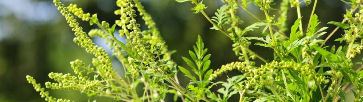 Російські вчені розповіли, як прибрати амброзію з ділянки