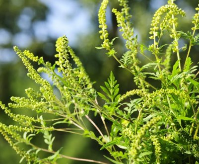 Російські вчені розповіли, як прибрати амброзію з ділянки