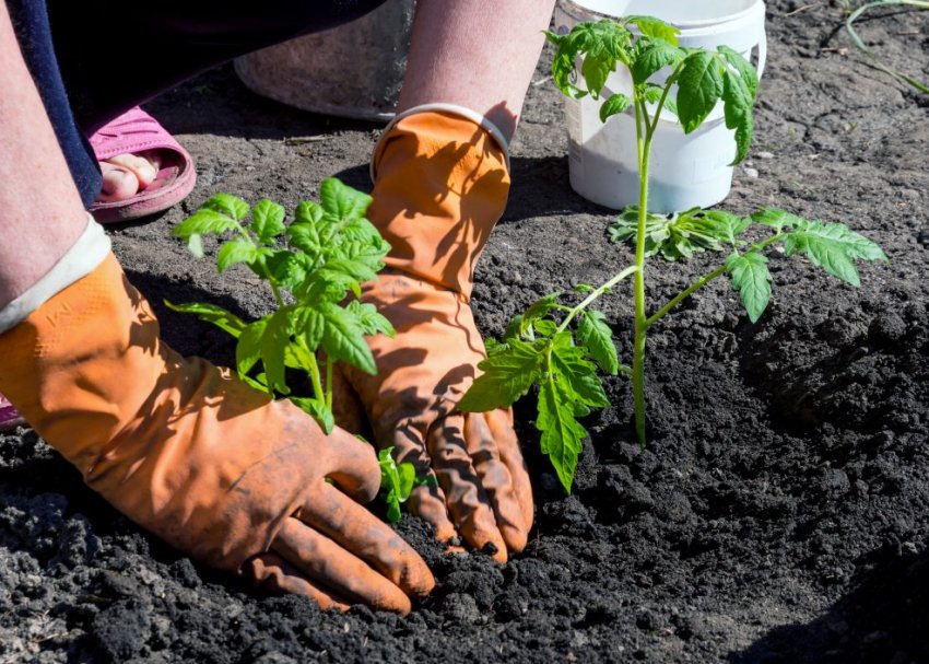 Висадка розсади в грунт